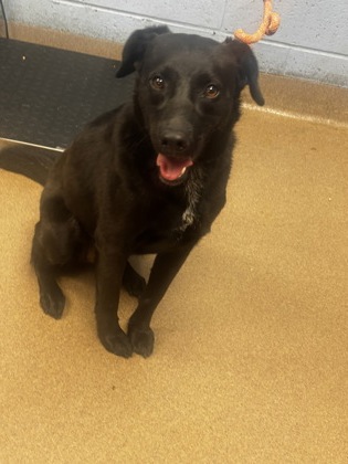 Shelter Stray Female Dog last seen Near ROGERS PRESERVE ROAD Lithonia, 30058, 30058, GA, Atlanta, GA 30341