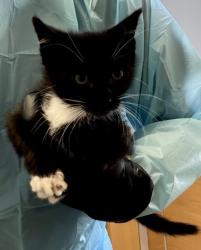 Shelter Stray Male Cat last seen Near Lagoon Ct, Stone Mountain, GA 30083, 30083, GA, Atlanta, GA 30341