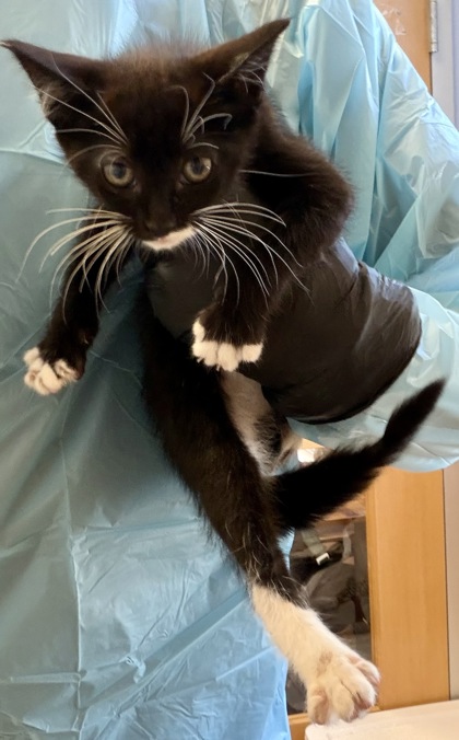 Shelter Stray Female Cat last seen Near Lagoon Ct, Stone Mountain, GA 30083, 30083, GA, Atlanta, GA 30341