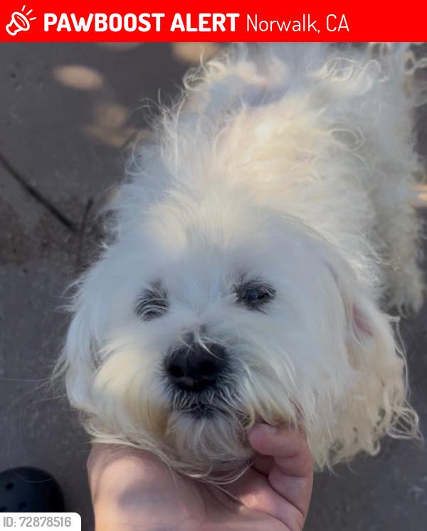 Lost Female Dog last seen Barnwall Street - One Ways, Norwalk, CA 90650