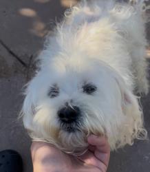 Lost Female Dog last seen Barnwall Street - One Ways, Norwalk, CA 90650