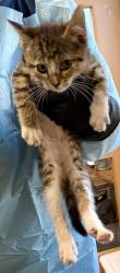 Shelter Stray Female Cat last seen Near Lagoon Ct, Stone Mountain, GA 30083, 30083, GA, Atlanta, GA 30341