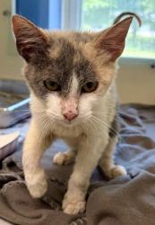 Shelter Stray Female Cat last seen Near Lagoon Ct, Stone Mountain, GA 30083, 30083, GA, Atlanta, GA 30341