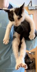 Shelter Stray Male Cat last seen Near Lagoon Ct, Stone Mountain, GA 30083, 30083, GA, Atlanta, GA 30341