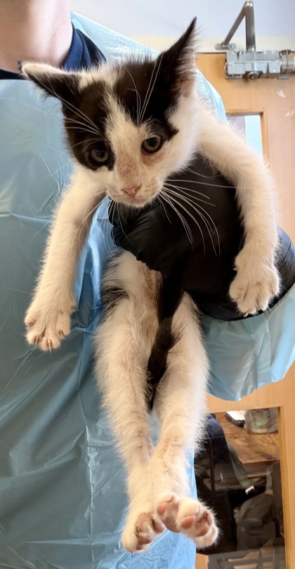 Shelter Stray Male Cat last seen Near Lagoon Ct, Stone Mountain, GA 30083, 30083, GA, Atlanta, GA 30341