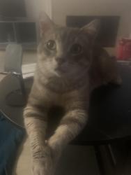 Lost Male Cat last seen Near Freeway and Airtek, Houston, TX 77073