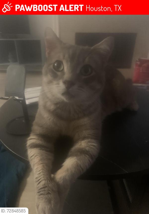 Lost Male Cat last seen Near Freeway and Airtek, Houston, TX 77073