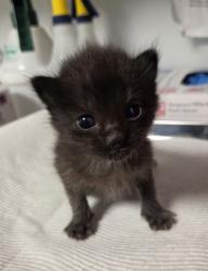 Shelter Stray Male Cat last seen E North Ave & S Sunnyside Ave, Fresno Zone Fresno CO 1A 93725, CA, Fresno, CA 93706