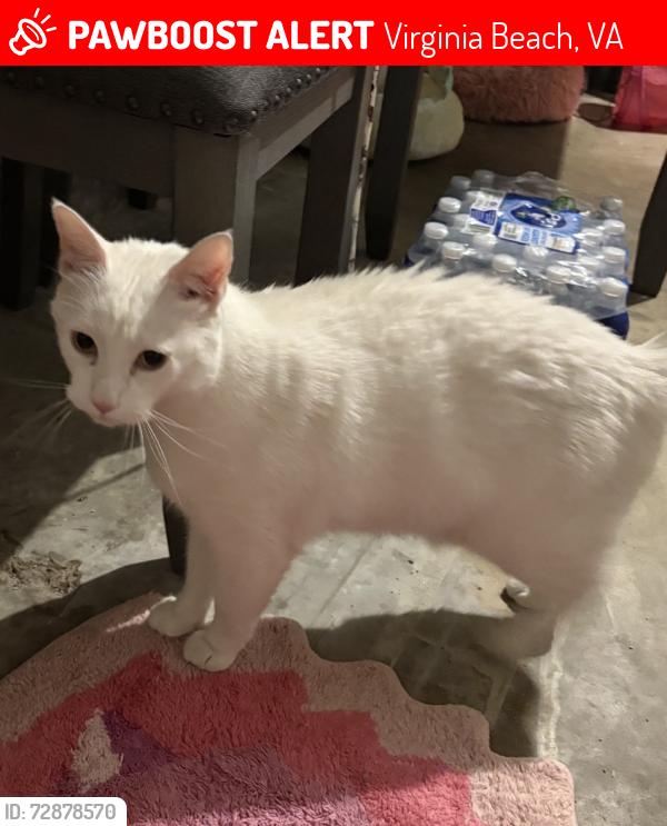 Lost Male Cat last seen Daffodl crescent , Virginia Beach, VA 23453