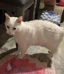 Lost Male Cat last seen Daffodl crescent , Virginia Beach, VA 23453