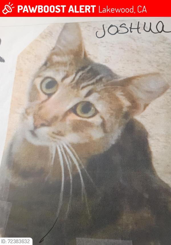 Lost Male Cat last seen Rushmore and millux corner Pico Rivera , Lakewood, CA 90714