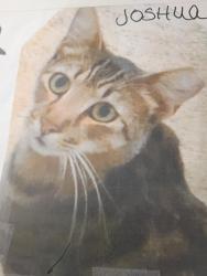 Lost Male Cat last seen Rushmore and millux corner Pico Rivera , Lakewood, CA 90714