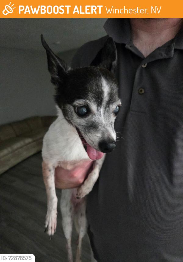 Found/Stray Female Dog last seen Sahara and LVB, Winchester, NV 89109