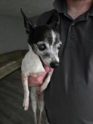 Found/Stray Female Dog last seen Sahara and LVB, Winchester, NV 89109