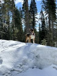 Lost Male Dog last seen Cálmate Kenwal rd , Concord, CA 94521
