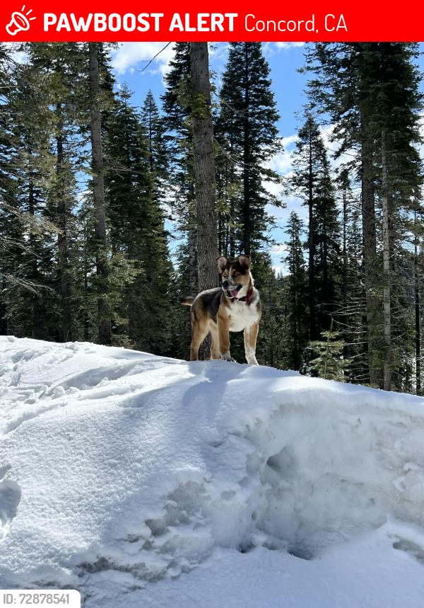 Lost Male Dog last seen Cálmate Kenwal rd , Concord, CA 94521