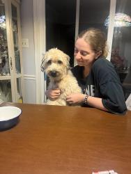 Reunited Female Dog last seen Folger Court, Julian , Julian, NC 27283