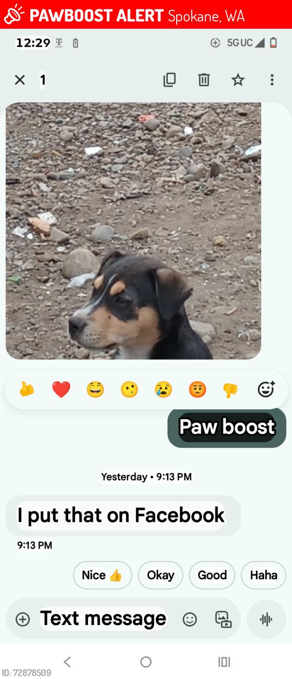 Lost Female Dog last seen Assembly ,& Burch, Spokane, WA 99224