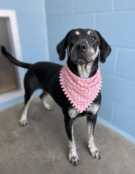 Shelter Stray Female Dog last seen NE, LAFAYETTE, LA, 70501, 410 Dugas Rd, Lafayette, LA 70507, USA