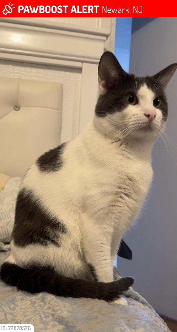 Lost Male Cat last seen Near Jefferson St, Newark, NJ 07105