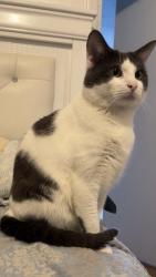Lost Male Cat last seen Near Jefferson St, Newark, NJ 07105