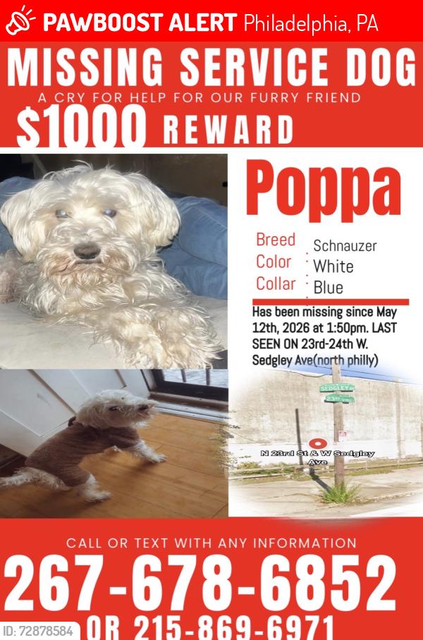 Lost Male Dog last seen Near and sedgley , Philadelphia, PA 19133