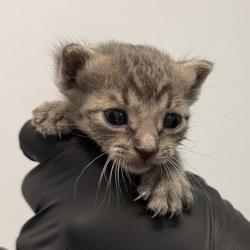 Shelter Stray Male Cat last seen Near Hawaii Avenue, San Diego, CA, 92154, San Diego, CA 92110