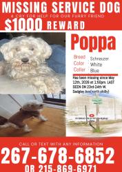 Lost Male Dog last seen Near and sedgley , Philadelphia, PA 19133