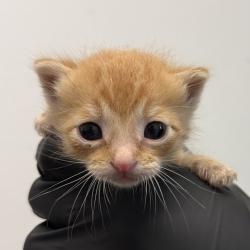 Shelter Stray Male Cat last seen Near Hawaii Avenue, San Diego, CA, 92154, San Diego, CA 92110