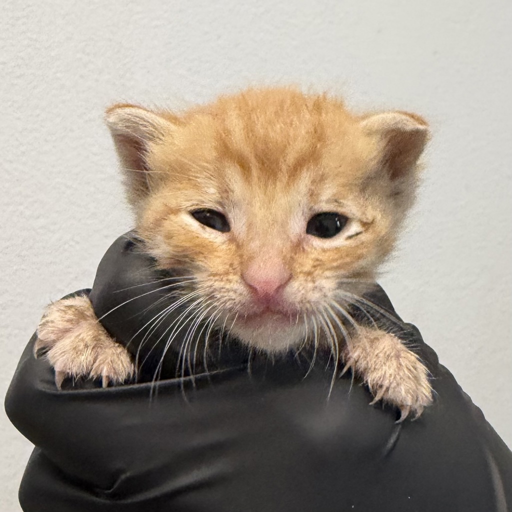 Shelter Stray Female Cat last seen Near Hawaii Avenue, San Diego, CA, 92154, San Diego, CA 92110