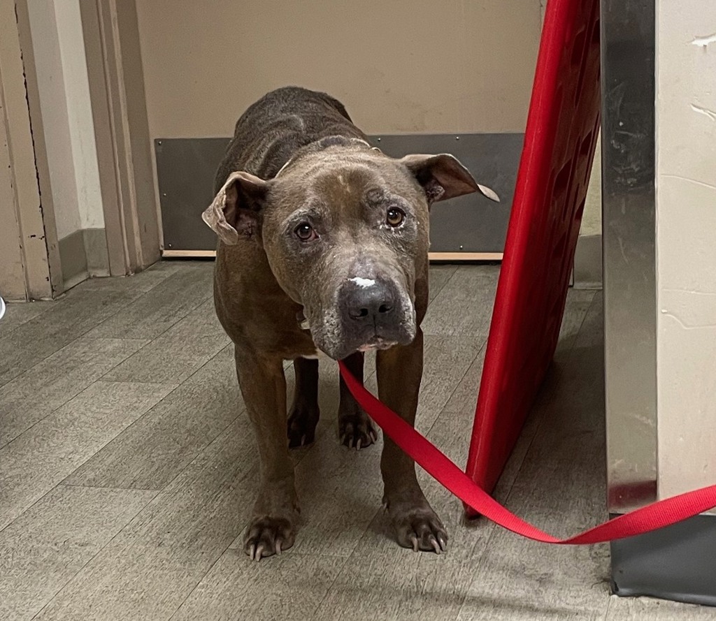 Shelter Stray Male Dog last seen Near E Cesar E Chavez Parkway, San Diego, CA, 92101, San Diego, CA 92110