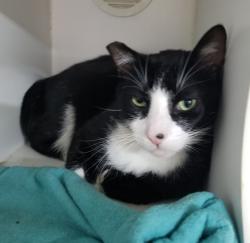 Shelter Stray Male Cat last seen Apt #82,2700 E Valley Parkway, Escondido, CA, 92027, Escondido, CA 92027