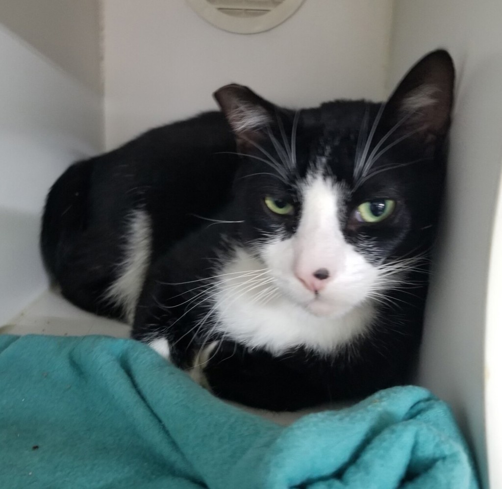 Shelter Stray Male Cat last seen Apt #82,2700 E Valley Parkway, Escondido, CA, 92027, Escondido, CA 92027