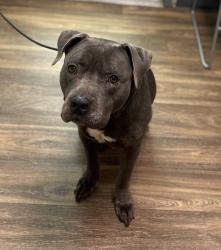 Shelter Stray Female Dog last seen Near Calla Avenue, Imperial Beach, CA, 91932, San Diego, CA 92110