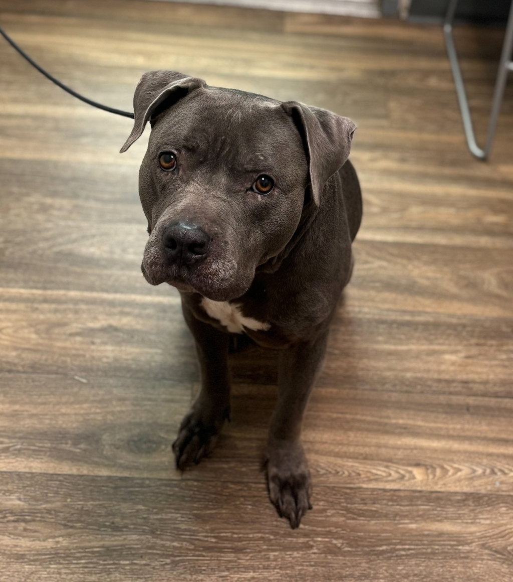 Shelter Stray Female Dog last seen Near Calla Avenue, Imperial Beach, CA, 91932, San Diego, CA 92110
