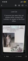 Lost Female Cat last seen Sunset park, West Palm Beach, FL 33407