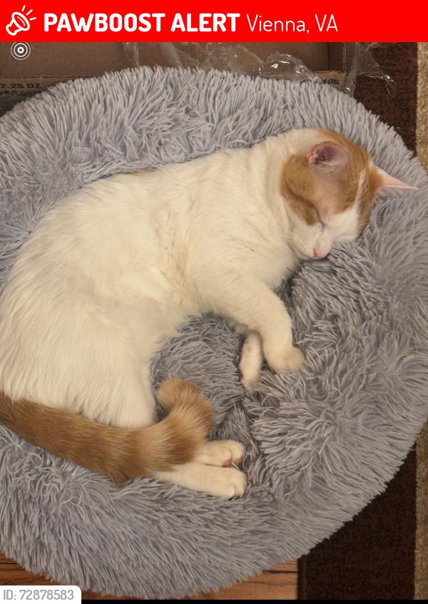 Lost Male Cat last seen He was playing outside my house he is a indoor , Vienna, VA 22181