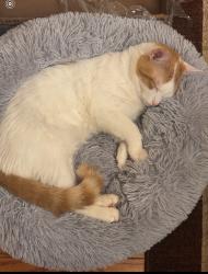 Lost Male Cat last seen He was playing outside my house he is a indoor , Vienna, VA 22181