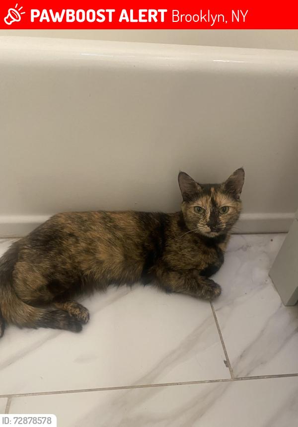 Lost Female Cat last seen Near Grafton , Brooklyn, NY 11212