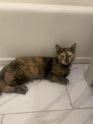 Lost Female Cat last seen Near Grafton , Brooklyn, NY 11212