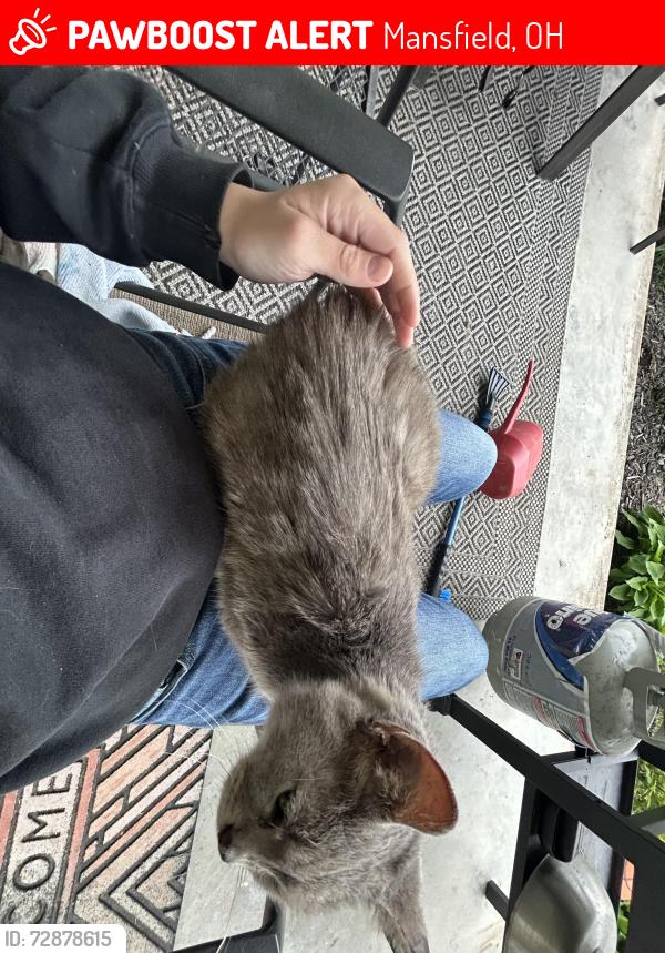 Lost Female Cat last seen Opal Drive & Agate Avenue, Topaz Avenue and Opal Drive, Mansfield, OH 44907