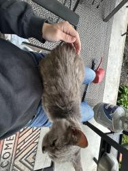 Lost Female Cat last seen Opal Drive & Agate Avenue, Topaz Avenue and Opal Drive, Mansfield, OH 44907
