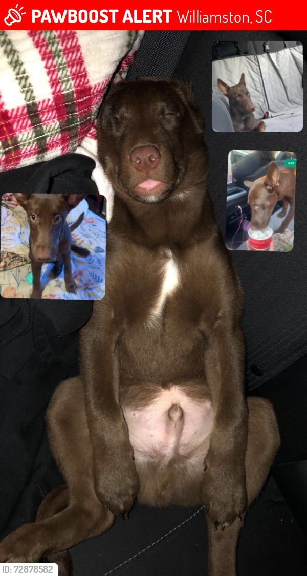 Lost Male Dog last seen Grey dr/E st/Long view dr (Williamston Sc), Williamston, SC 29697