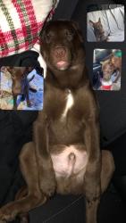 Lost Male Dog last seen Grey dr/E st/Long view dr (Williamston Sc), Williamston, SC 29697