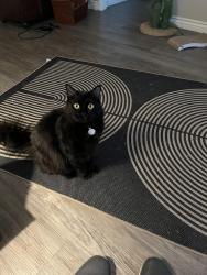Lost Male Cat last seen Eve Circle , Jurupa Valley, CA 91752