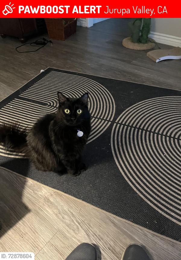 Lost Male Cat last seen Eve Circle , Jurupa Valley, CA 91752
