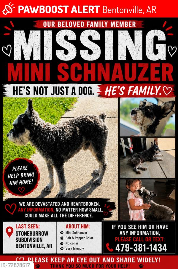 Lost Female Dog last seen Tater black, Bentonville, AR 72712