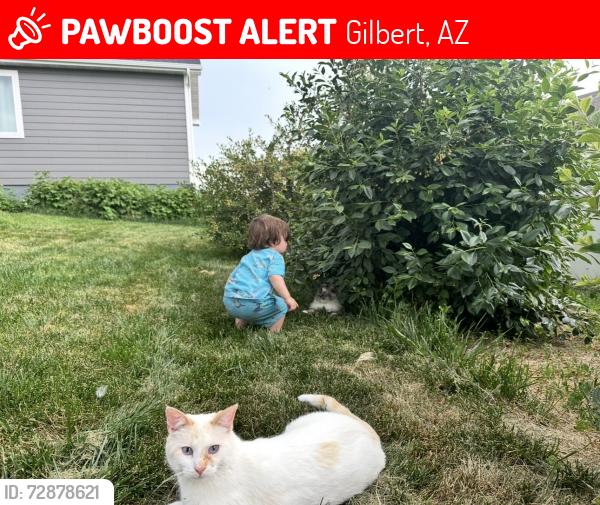 Lost Male Cat last seen TownCommons , Gilbert, AZ 85296
