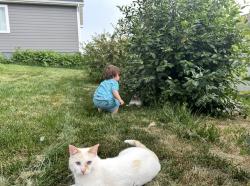 Lost Male Cat last seen TownCommons , Gilbert, AZ 85296