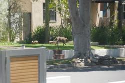 Found/Stray Unknown Dog last seen Ocean Park Blvd , Santa Monica, CA 90405